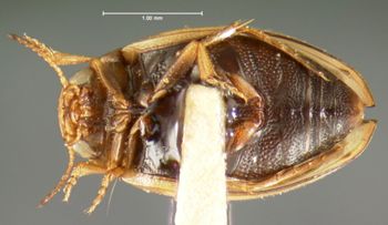 Media type: image;   Entomology 5998 Aspect: habitus ventral view
